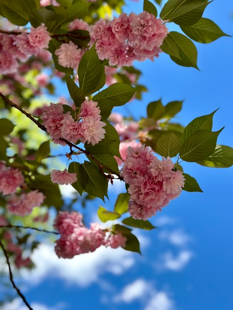 Paulding County landscaping