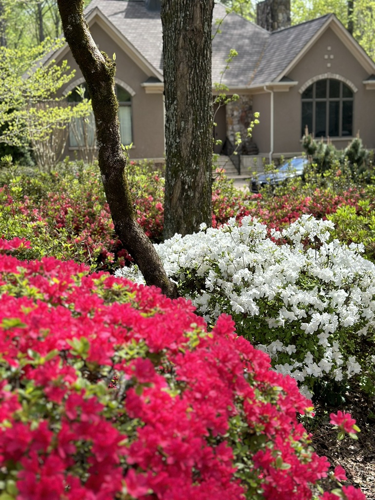 Georgia Natural Scapes Expert Work